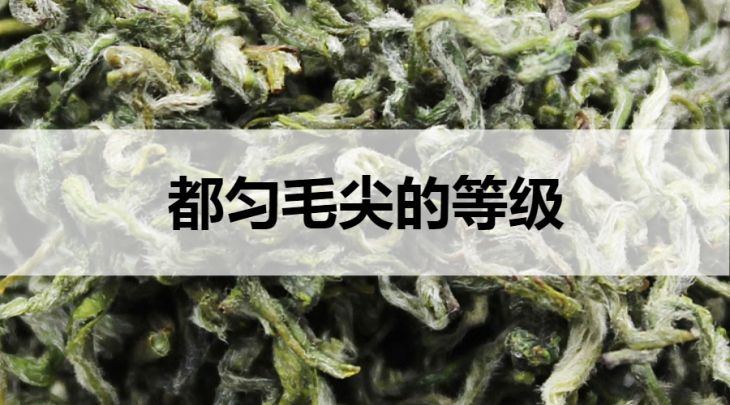 都勻毛尖的等級劃分