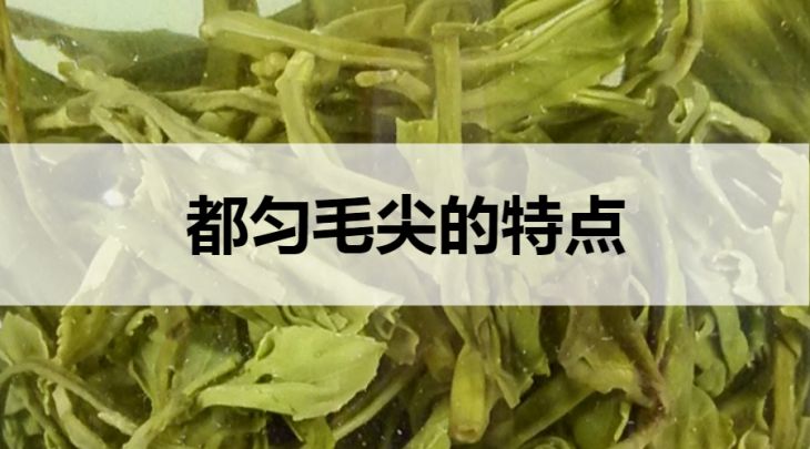 都勻毛尖的特點(diǎn)有哪些？