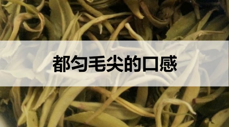 都勻毛尖的口感怎么樣？