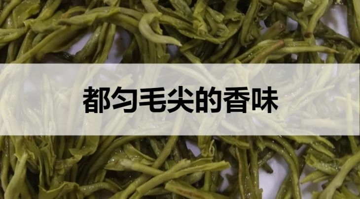 都勻毛尖的香味怎么樣？