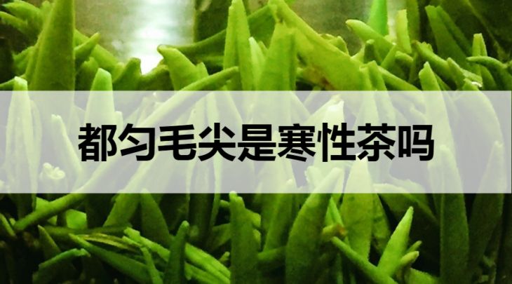 都勻毛尖是寒性茶嗎？