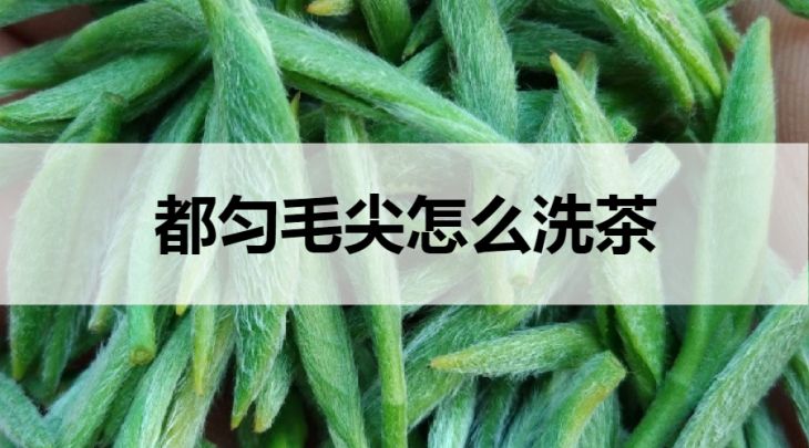 都勻毛尖怎么洗茶？