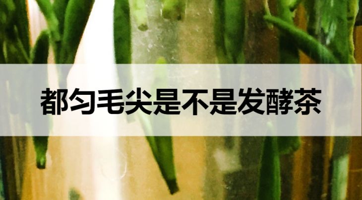 都勻毛尖是不是發(fā)酵茶？