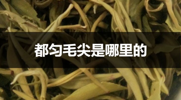 都勻毛尖是哪里的？