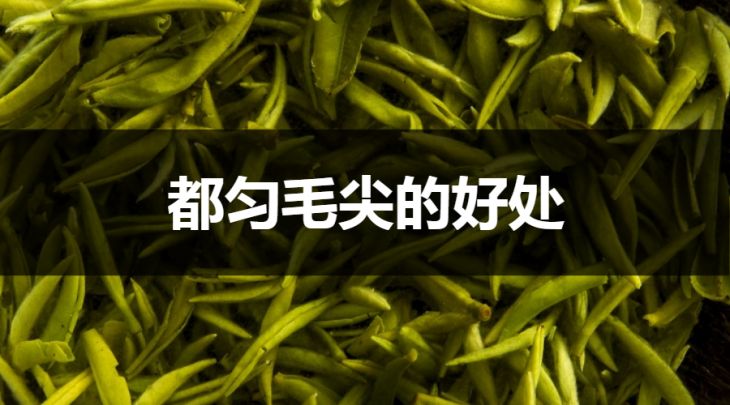 都勻毛尖的好處有哪些？