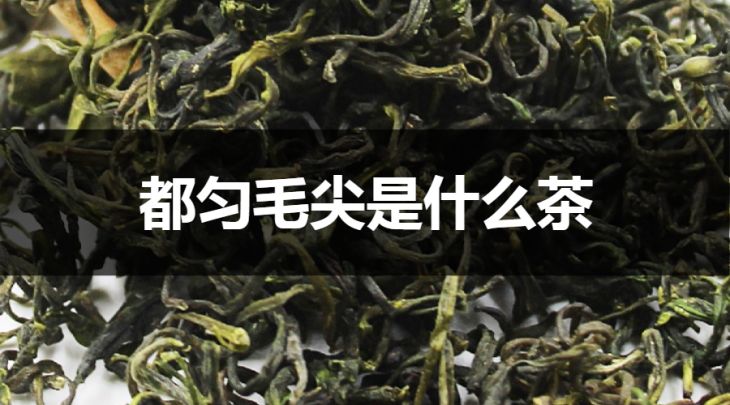 都勻毛尖是什么茶？綠茶