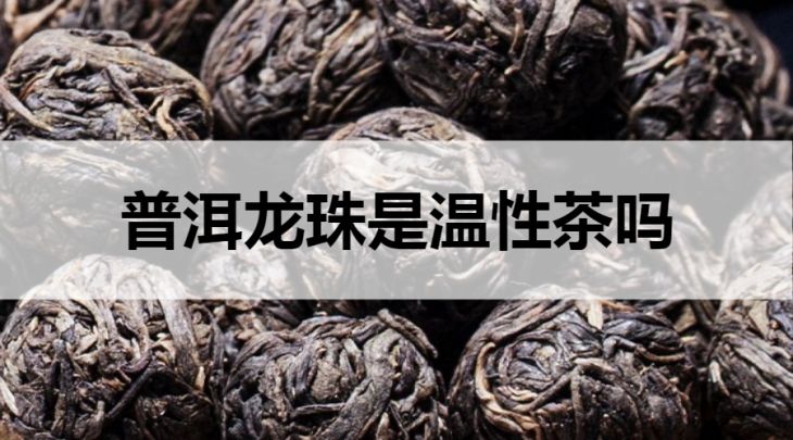 普洱龍珠是溫性茶嗎？