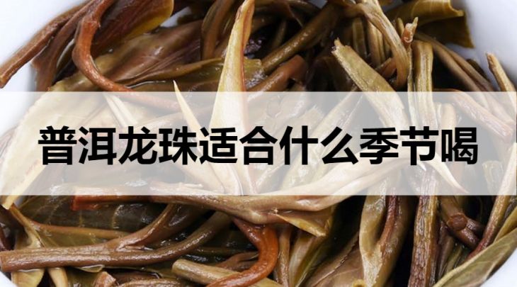 普洱龍珠什么季節(jié)適合喝？