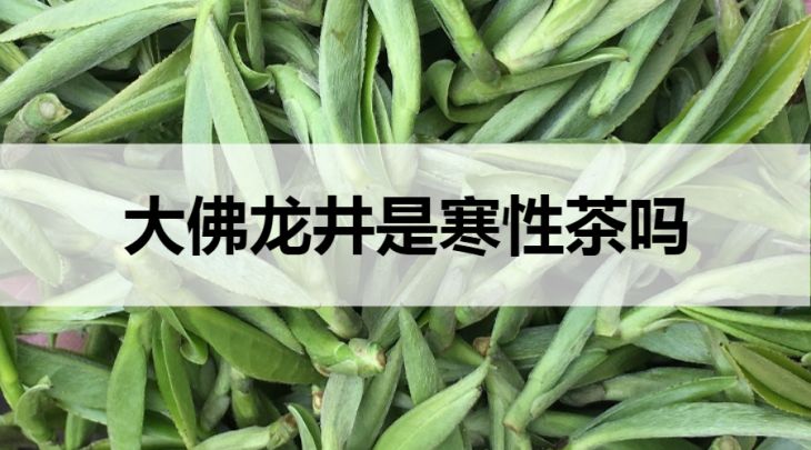 大佛龍井是寒性茶嗎？