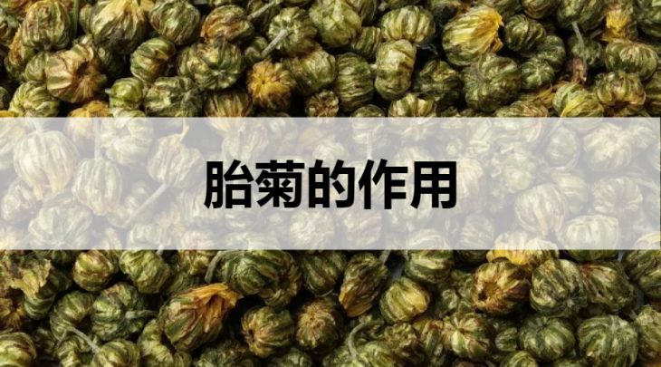 胎菊的作用有哪些？