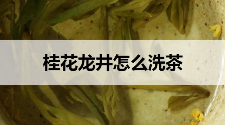 桂花龍井怎么洗茶？