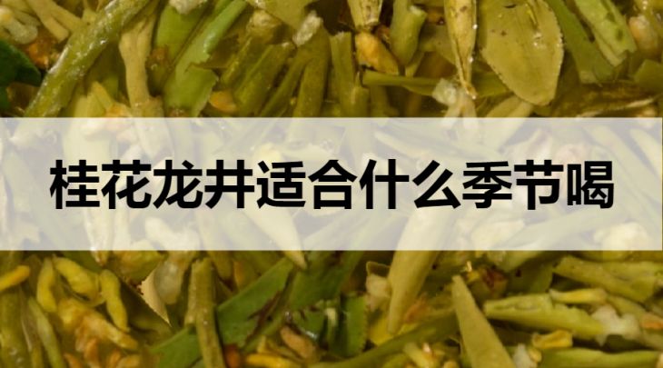 桂花龍井適合什么季節(jié)飲用？