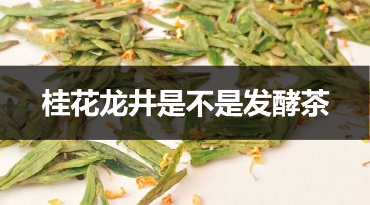 桂花龍井是不是發(fā)酵茶？