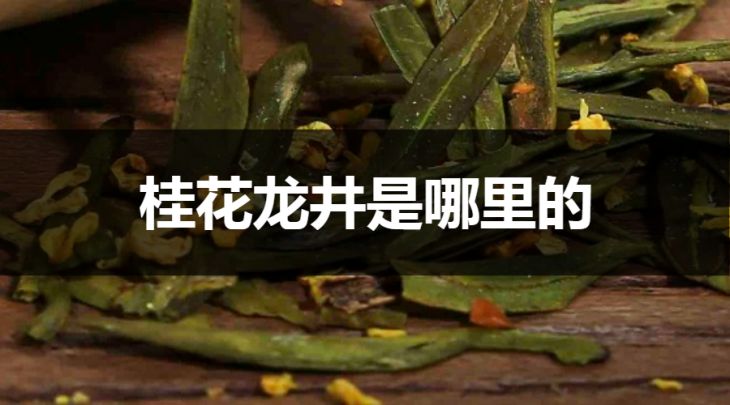 桂花龍井是哪里的？