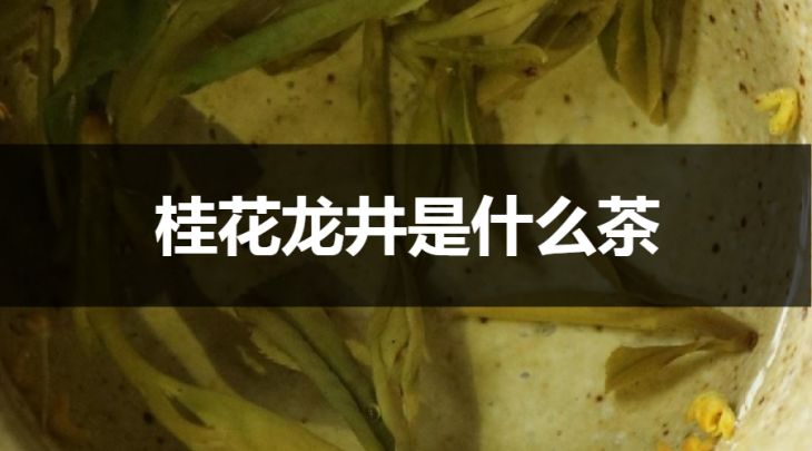 桂花龍井是什么茶？