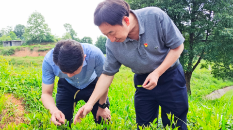 鑄鐵茶壺，鑄鐵茶壺煮什么茶