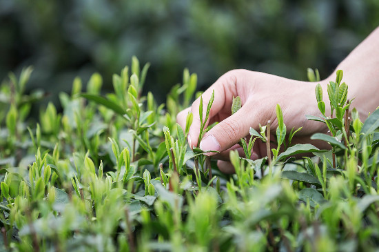 西湖龍井茶好壞的鑒別圖（觀察茶葉外形/看產(chǎn)地