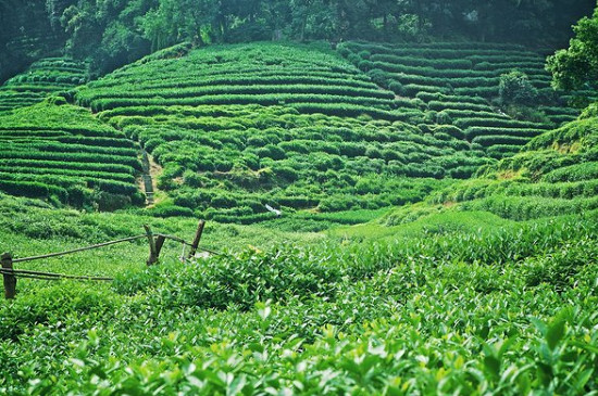 西湖龍井茶好壞的鑒別圖（觀察茶葉外形/看產(chǎn)地