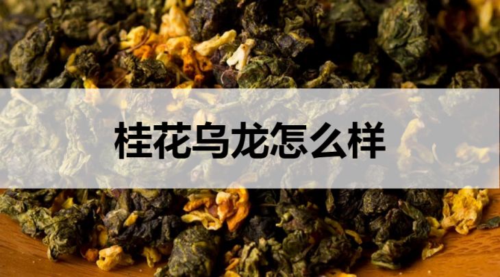 桂花烏龍怎么樣？