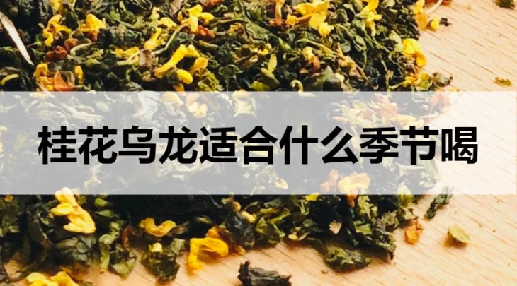 什么季節(jié)適合飲用桂花烏龍茶？