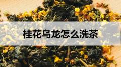 桂花烏龍怎么洗茶？