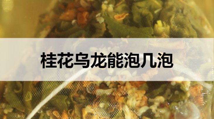 桂花烏龍能泡幾泡？