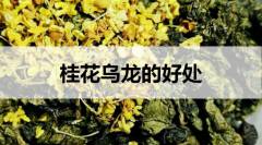 桂花烏龍茶的好處有哪些？