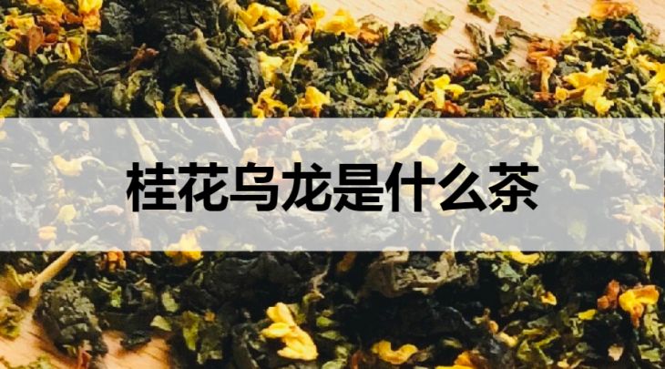 桂花烏龍是什么茶？