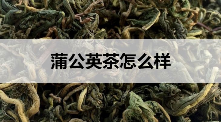 蒲公英茶怎么樣？