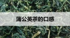 蒲公英茶的口感怎么樣？