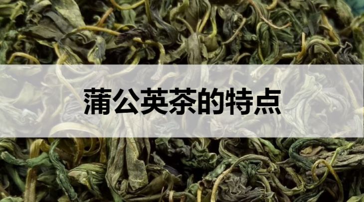 蒲公英茶的特點有哪些？