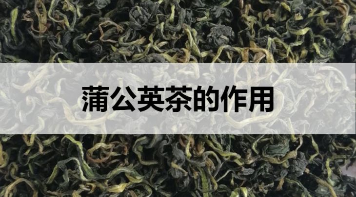 蒲公英茶的作用有哪些？