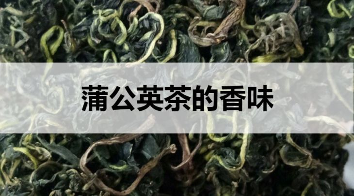 蒲公英茶的香氣什么樣？