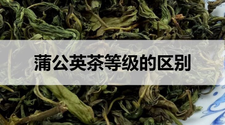 蒲公英茶等級(jí)的區(qū)別