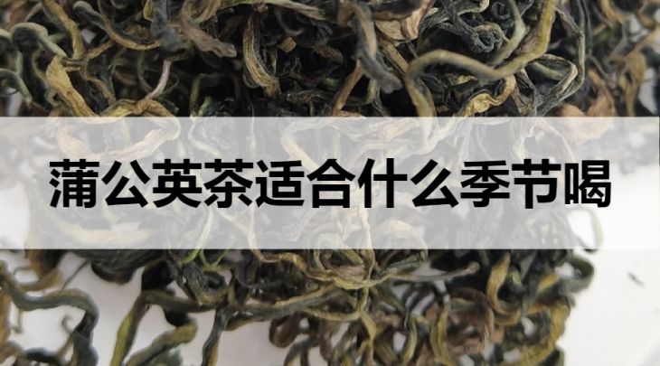 蒲公英茶適合什么季節(jié)飲用？