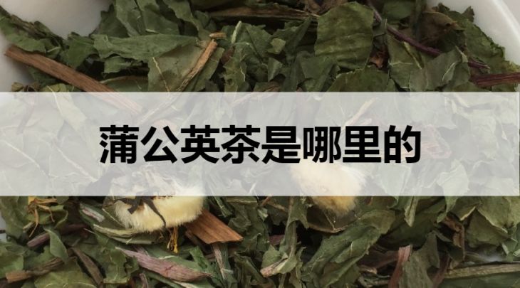 蒲公英茶是哪里的？