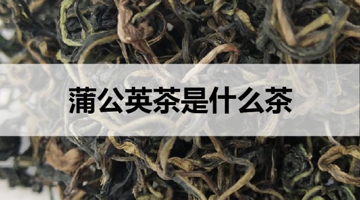 蒲公英茶是什么茶？