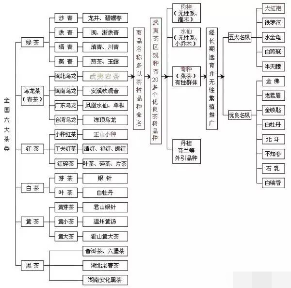 茶葉分類知識(shí)一覽圖_六大茶類基本知識(shí)大全