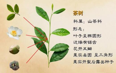 茶樹的原產(chǎn)地在哪里？六大茶類的茶樹是一樣的嗎？