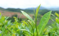 如何辨別春茶、夏茶和秋茶？