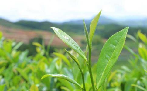 如何辨別春茶、夏茶和秋茶？