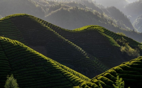 宜紅是什么茶？宜紅工夫茶的產(chǎn)地、由來與特點