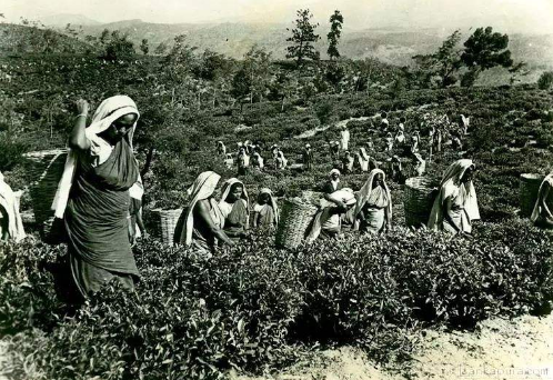 錫蘭紅茶屬于什么茶？斯里蘭卡紅茶介紹