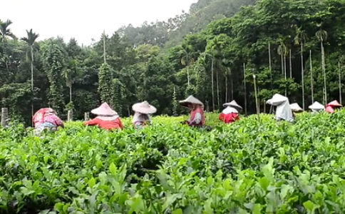 日月潭紅茶是什么茶？日月潭紅茶的制作工藝