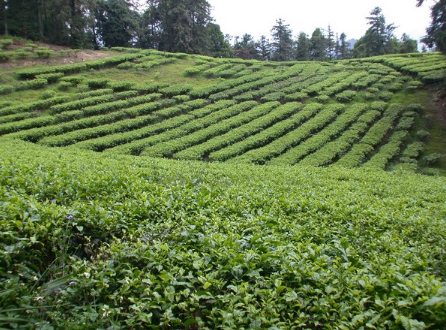 日月潭紅茶是什么茶？日月潭紅茶的制作工藝