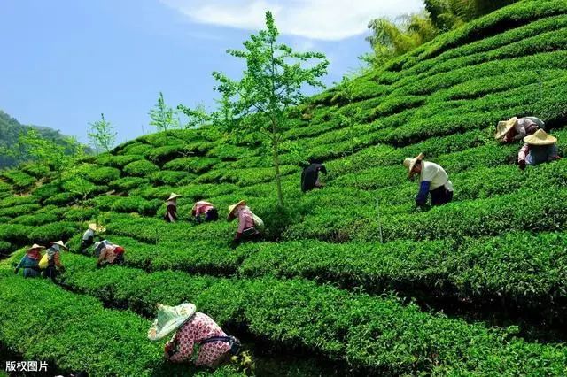 宜賓川紅工夫茶：作為中國三大紅茶之一者，特色獨(dú)領(lǐng)風(fēng)騷