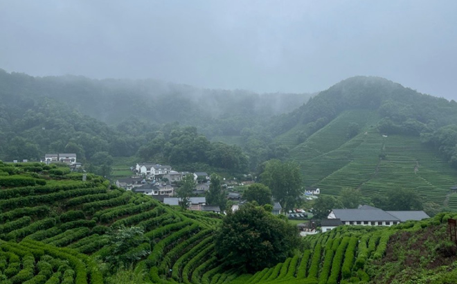 西湖龍井五大核心產(chǎn)區(qū)(排名)