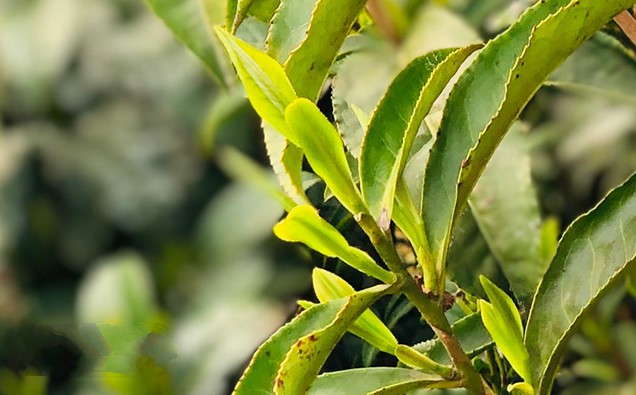 黃山毛峰茶樹品種-黃山種