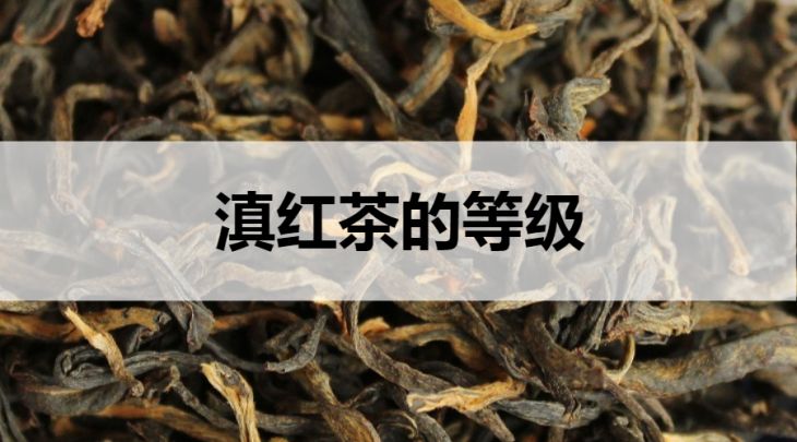 滇紅茶的等級劃分