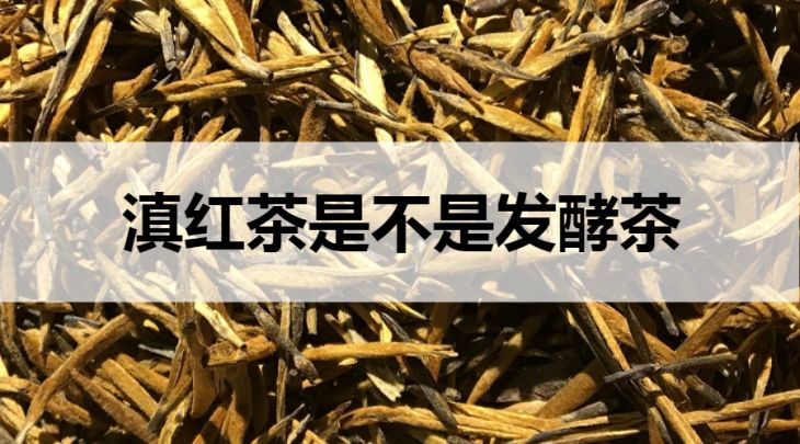 滇紅茶是不是發(fā)酵茶？